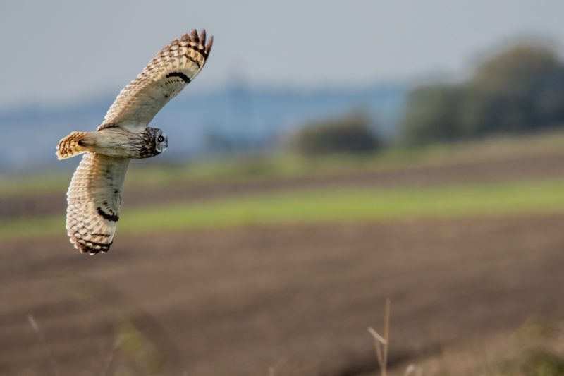 Hibou des marais dans le Marais breton